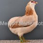 Zwerg-Araucana gold-weizenfarbig v 97 LB Schlude Johannes